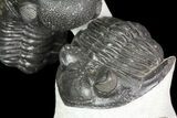 Stunning Hollardops & Barrandeops Trilobite Association #80317-1